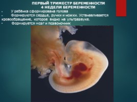 Внутриутробный период развития ребенка презентация thumbnail