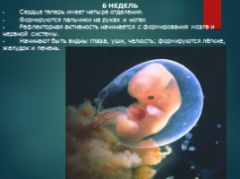 Презентация на тему развитие ребенка в утробе матери