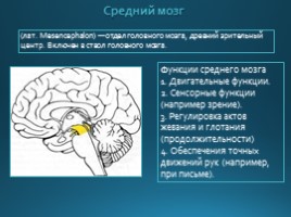Строение головного мозга, слайд 10