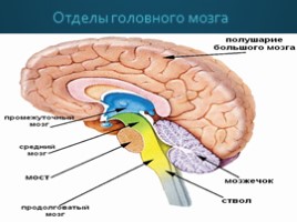 Строение головного мозга, слайд 6