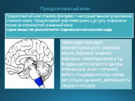Строение головного мозга, слайд 8