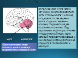 Строение головного мозга, слайд 9