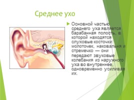 Ухо - строение и функции, слайд 6