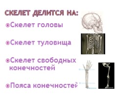 Скелет человека, слайд 3
