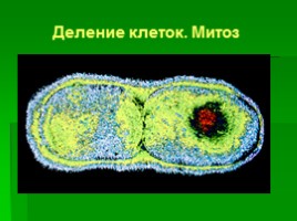 Деление клеток - Митоз, слайд 1