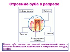 Строение и функции зубов, слайд 11