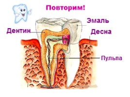 Строение и функции зубов, слайд 12