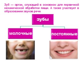 Строение и функции зубов, слайд 4