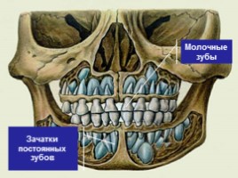 Строение и функции зубов, слайд 6