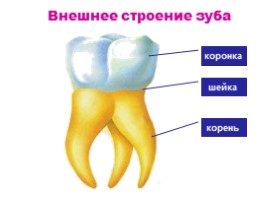 Строение и функции зубов, слайд 9
