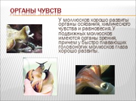 Моллюски, слайд 13
