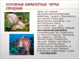 Моллюски, слайд 3