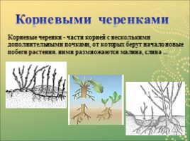 Вегетативное размножение растений, слайд 11