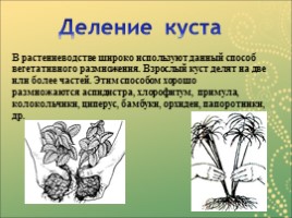 Вегетативное размножение растений, слайд 12
