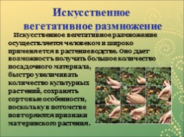 Вегетативное размножение растений, слайд 5