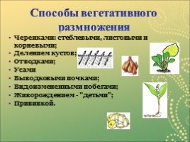 Вегетативное размножение растений, слайд 8