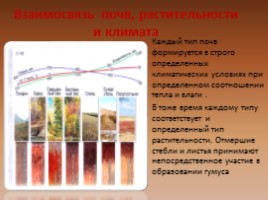 Почвы России, слайд 5