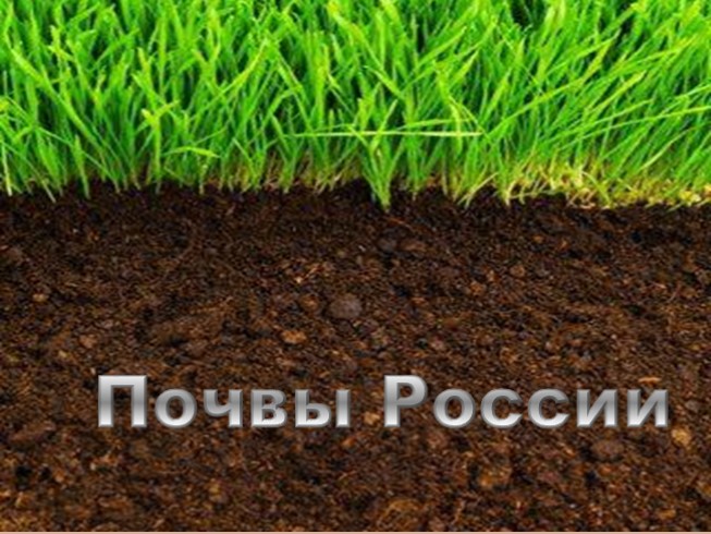 Почвы России