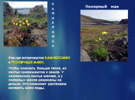 Растительный и животный мир Арктики, слайд 10