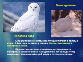 Растительный и животный мир Арктики, слайд 14