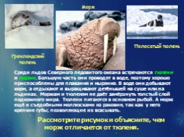 Растительный и животный мир Арктики, слайд 15