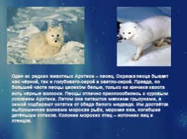 Растительный и животный мир Арктики, слайд 19
