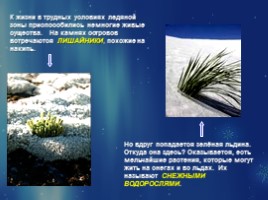 Растительный и животный мир Арктики, слайд 8