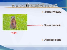 Игра «Животные разных природных зон», слайд 11