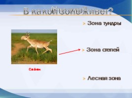 Игра «Животные разных природных зон», слайд 12