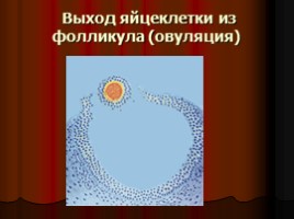 Нарушения менструальной функции - Нейроэндокринные синдромы в гинекологии, слайд 7