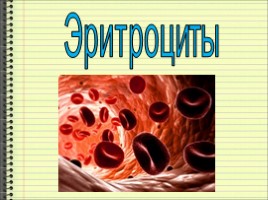 Клетки крови - Строение и функции, слайд 2