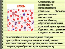 Клетки крови - Строение и функции, слайд 6