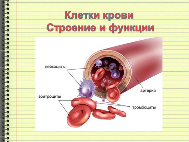 Клетки крови - Строение и функции