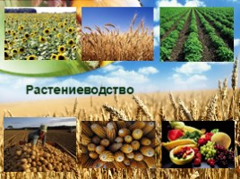 География 9 класс «Агропромышленный комплекс России», слайд 5