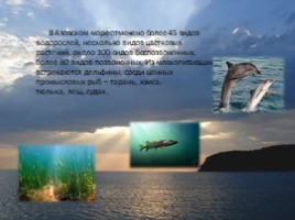 География 8 класс «Чёрное и Азовское моря», слайд 4