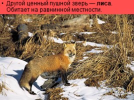 Алтай - страна нетронутой природы, слайд 40