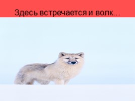 Алтай - страна нетронутой природы, слайд 41
