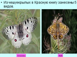 Алтай - страна нетронутой природы, слайд 55