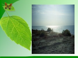 Проблемы экологии «Аральское море и причины его гибели», слайд 20