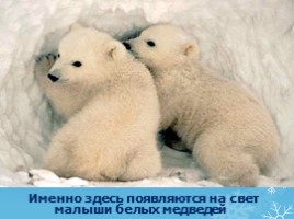 Арктика - фасад России, слайд 28