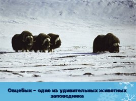 Арктика - фасад России, слайд 29