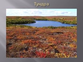 География 8 класс «Безлесные природные зоны Арктики и Субарктики», слайд 12