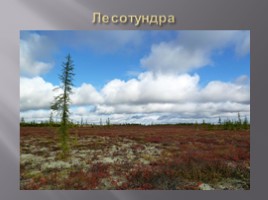 География 8 класс «Безлесные природные зоны Арктики и Субарктики», слайд 19