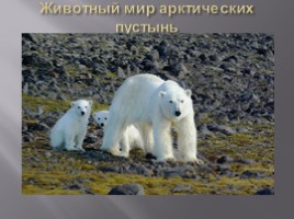 География 8 класс «Безлесные природные зоны Арктики и Субарктики», слайд 6