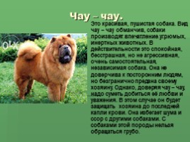 Собака - друг человека!, слайд 11