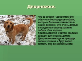 Собака - друг человека!, слайд 14