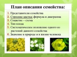 Лилейные растения (растения Волгоградской области), слайд 2