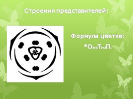 Лилейные растения (растения Волгоградской области), слайд 4