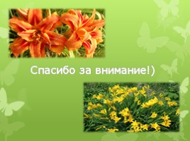 Лилейные растения (растения Волгоградской области), слайд 9