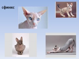 Исследовательский проект «Эти удивительные кошки!», слайд 5